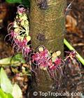 Herrania imbricata